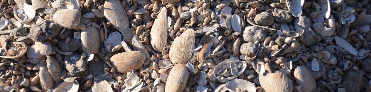 Shells after sorting